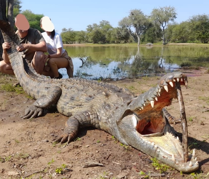 Nile Crocodile Hunting in Limpopo, South Africa	 