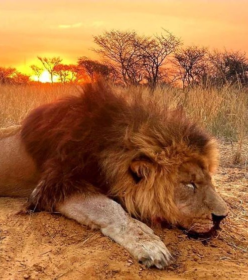 Leopard Hunting in Namibia & Brown Hyena Cancelation Hunt