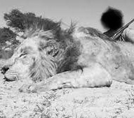 Leopard Hunting in Namibia & Brown Hyena Cancelation Hunt