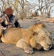 Wild Lion Hunting in Mozambique, Niassa Region