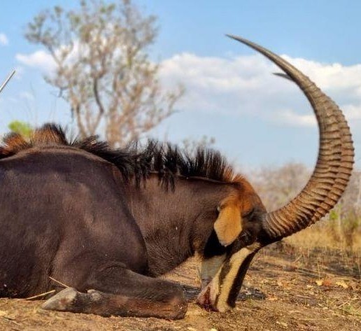 Leopard Hunting in Namibia & Brown Hyena Cancelation Hunt