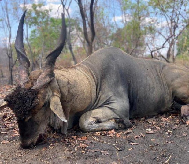 Leopard Hunting in Namibia & Brown Hyena Cancelation Hunt