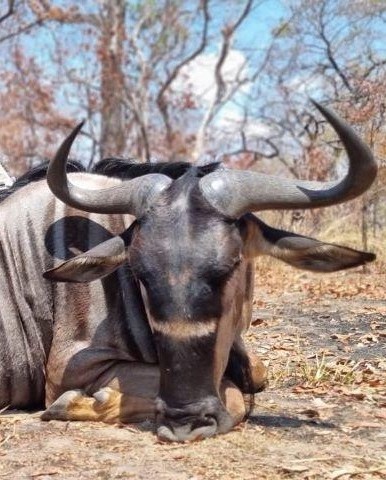 Leopard Hunting in Namibia & Brown Hyena Cancelation Hunt