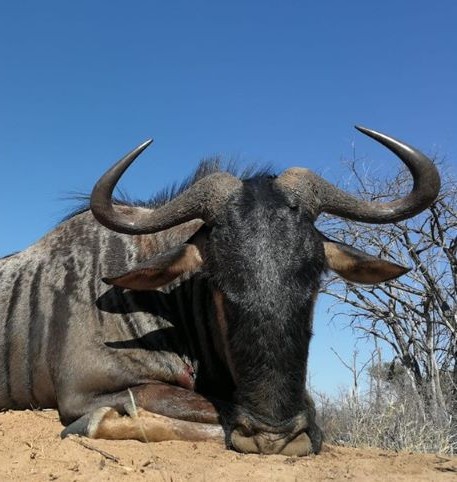 Leopard Hunting in Namibia & Brown Hyena Cancelation Hunt