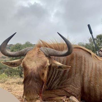 Leopard Hunting in Namibia & Brown Hyena Cancelation Hunt