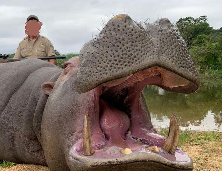 Crocodile Hunting, Cape Buffalo, Hyena & More in SA