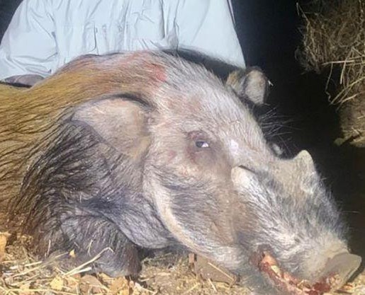 Bushpig Hunting in SA, plus 5 other Species in 10 Days  