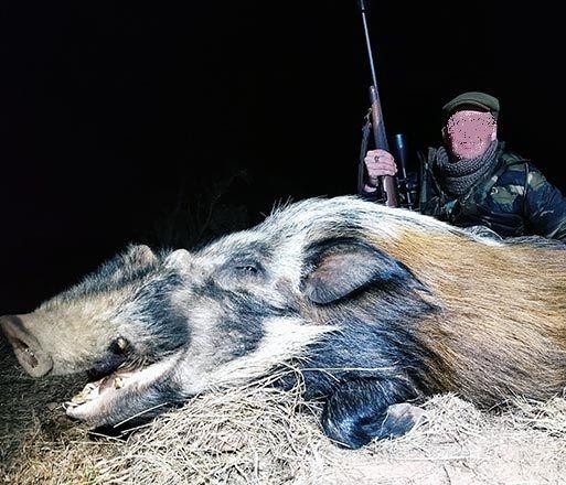 Leopard Hunting in Namibia & Brown Hyena Cancelation Hunt