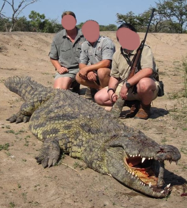 Giant Crocodile Hunt in the Caprivi Namibia Non-Exportable