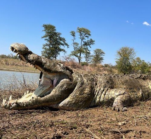 Leopard Hunting in Namibia & Brown Hyena Cancelation Hunt