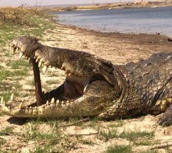 Leopard Hunting in Namibia & Brown Hyena Cancelation Hunt