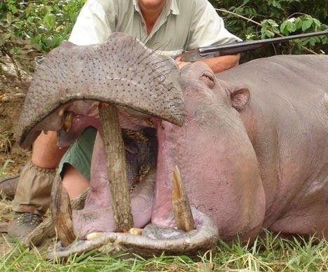 Leopard Hunting in Namibia & Brown Hyena Cancelation Hunt