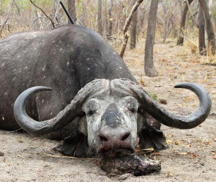 Leopard Hunting in Namibia & Brown Hyena Cancelation Hunt