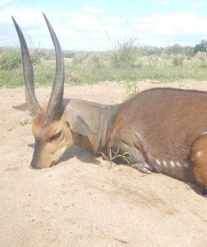 Leopard Hunting in Namibia & Brown Hyena Cancelation Hunt