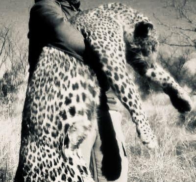Leopard Hunting in Namibia & Brown Hyena Cancelation Hunt