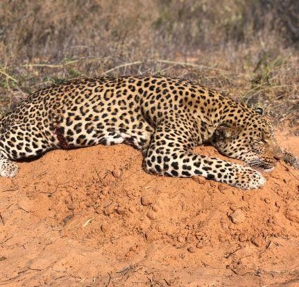 Leopard Hunting in Namibia & Brown Hyena Cancelation Hunt