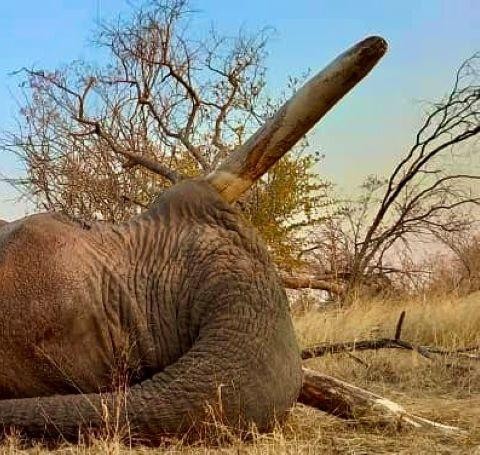 Leopard Hunting in Namibia & Brown Hyena Cancelation Hunt