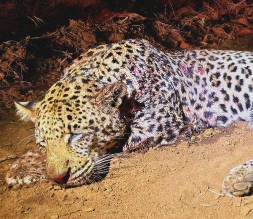 Leopard Hunting in Namibia & Brown Hyena Cancelation Hunt