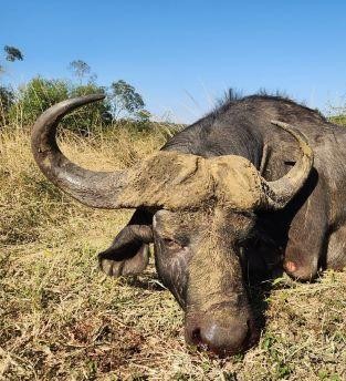 Leopard Hunting in Namibia & Brown Hyena Cancelation Hunt