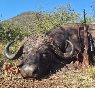 Cape Buffalo Hunting in South Africa KwaZulu-Natal