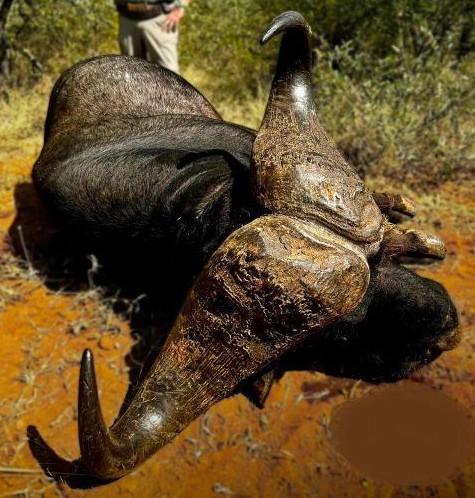 Leopard Hunting in Namibia & Brown Hyena Cancelation Hunt