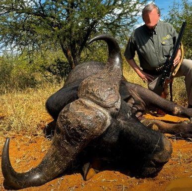 Non-Exportable Cape Buffalo Hunt Caprivi Strip, Namibia