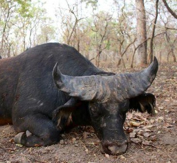 Leopard Hunting in Namibia & Brown Hyena Cancelation Hunt