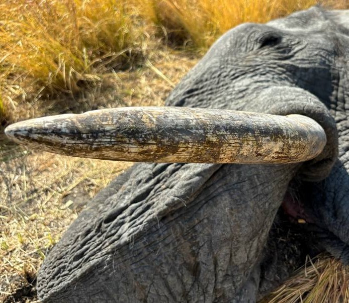 Leopard Hunting in Namibia & Brown Hyena Cancelation Hunt