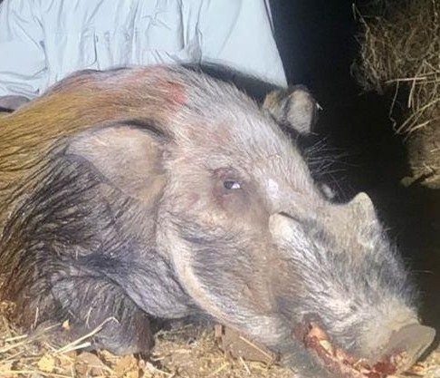 Leopard Hunting in Namibia & Brown Hyena Cancelation Hunt