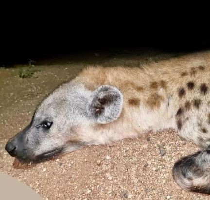 Leopard Hunting in Namibia & Brown Hyena Cancelation Hunt