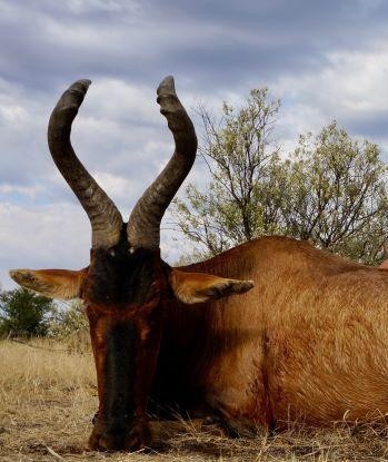 Leopard Hunting in Namibia & Brown Hyena Cancelation Hunt