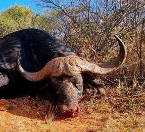 Leopard Hunting in Namibia & Brown Hyena Cancelation Hunt