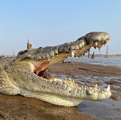 Leopard Hunting in Namibia & Brown Hyena Cancelation Hunt