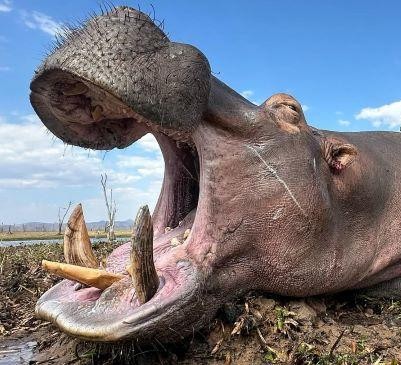 Leopard Hunting in Namibia & Brown Hyena Cancelation Hunt