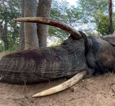 Leopard Hunting in Namibia & Brown Hyena Cancelation Hunt