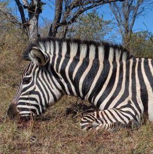 Leopard Hunting in Namibia & Brown Hyena Cancelation Hunt