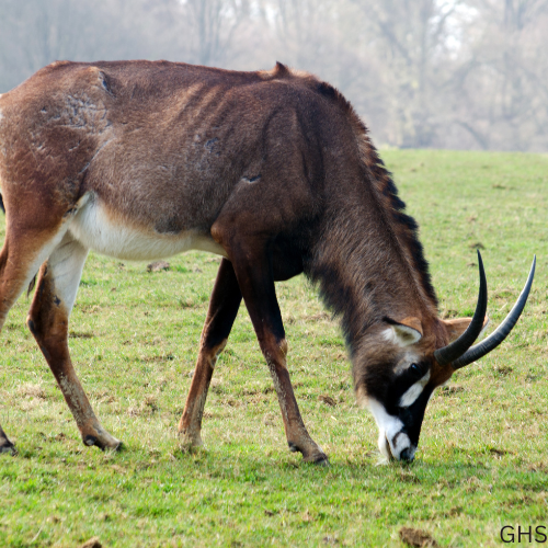 The Overlooked Details Behind Successful Roan Hunting