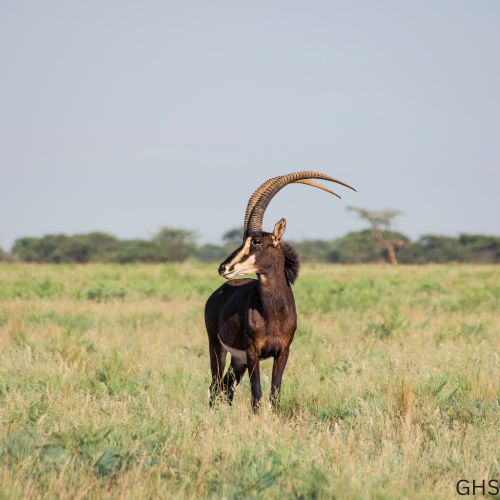 What Every Hunter Should Know Before Hunting Sable