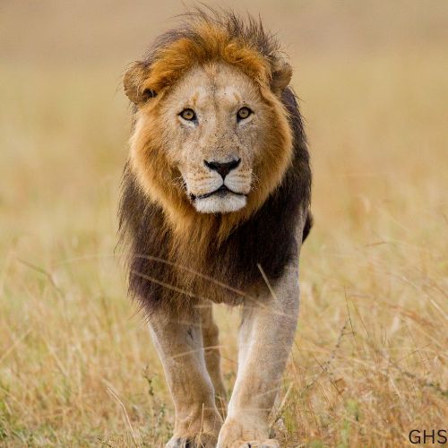 Lion Hunting Rules, Regulations and Safety Guide
