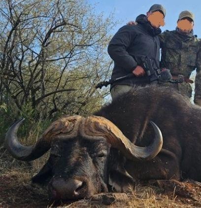 Trophy Cape Buffalo Hunt in South Africa 40” to 43”