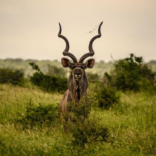What Every Hunter Should Know Before Pursuing a Kudu