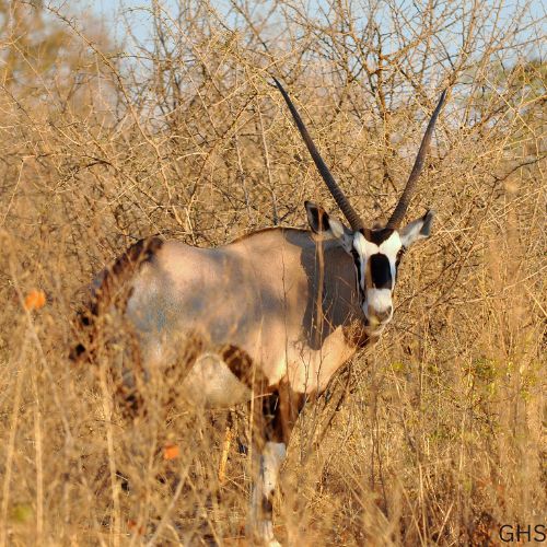 Gemsbok Hunting Rules, Regulations and Preparation Guide