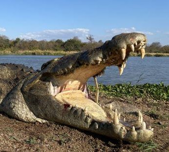 Leopard Hunting in Namibia & Brown Hyena Cancelation Hunt