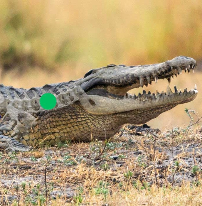 Leopard Hunting in Namibia & Brown Hyena Cancelation Hunt