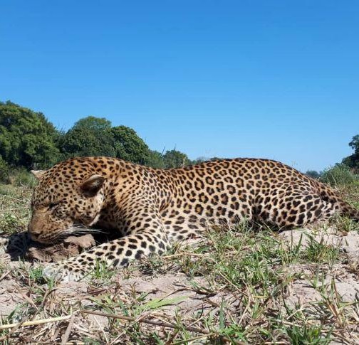 Zambia Hunting Safari, big Leopards & Buffalo in Rufunsa