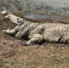 Crocodile Hunting, Caprivi in Namibia 7 x Days Hunting Giants