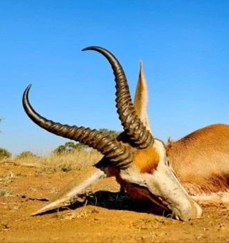 Leopard Hunting in Namibia & Brown Hyena Cancelation Hunt