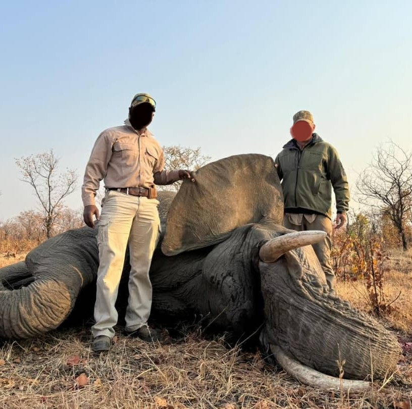 Elephant Hunting in Zimbabwe: Expect 30lb and Larger! 