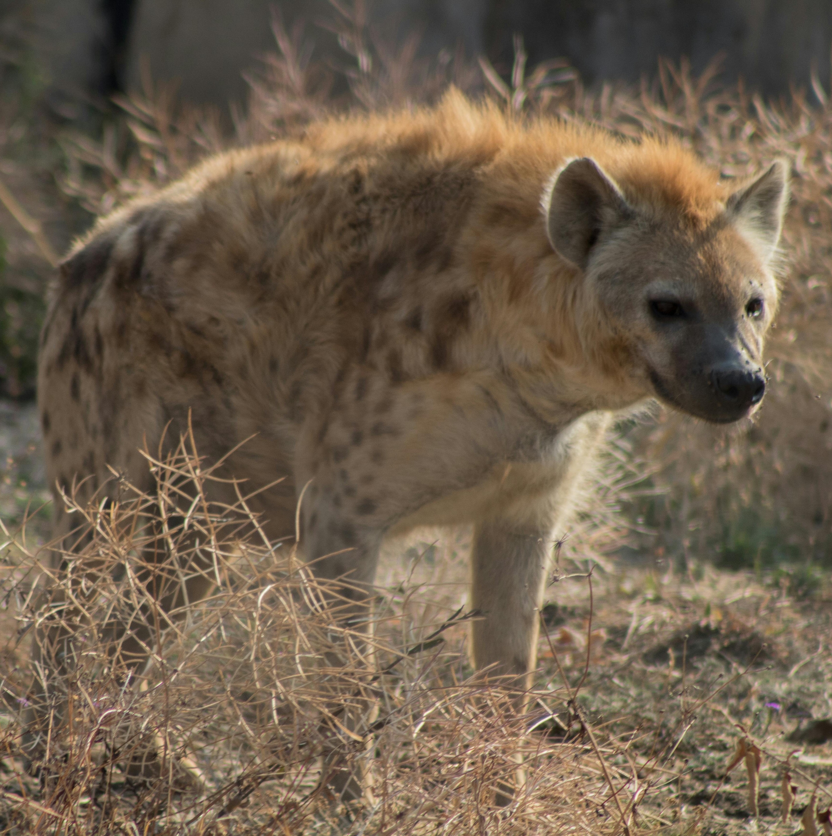 Leopard Hunting in Namibia & Brown Hyena Cancelation Hunt