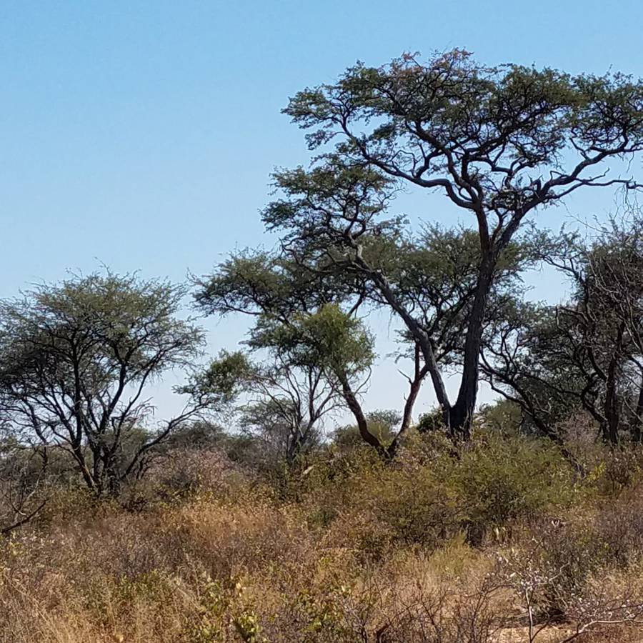 Leopard Hunting in Namibia & Brown Hyena Cancelation Hunt